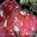 scorpionfish_leaf_ni_h_0042_pal0158.jpg